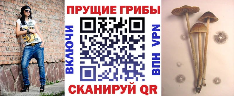закладки  Буинск  Галлюциногенные грибы MAGIC MUSHROOMS 